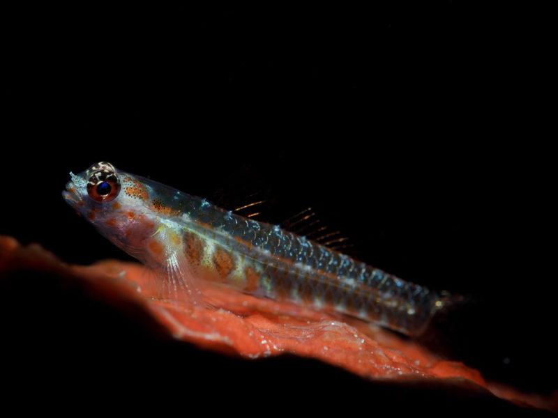 Whip Coral Goby