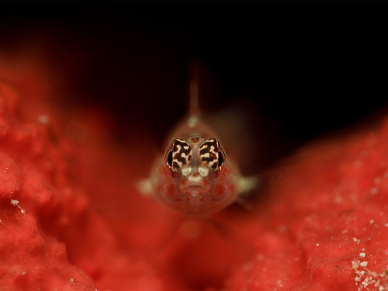 Whip Coral Goby