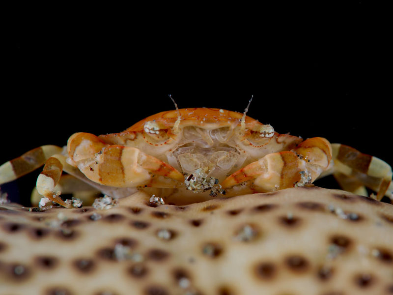 Sea Cucumber Crab