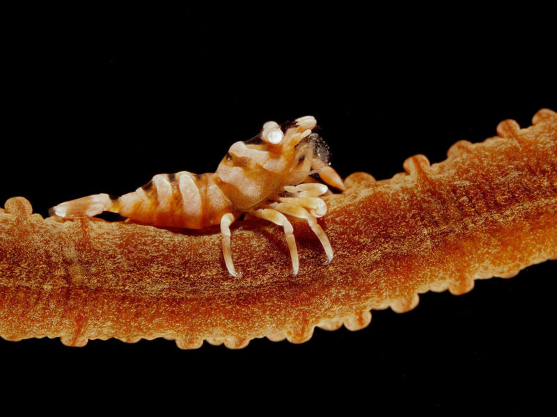 Anker's Whip Coral Shrimp