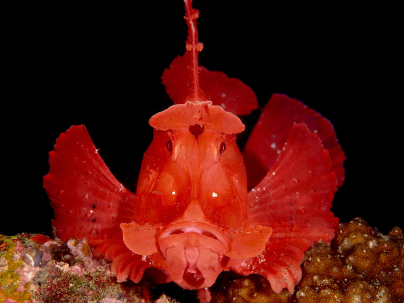 Paddle-flap Scorpionfish