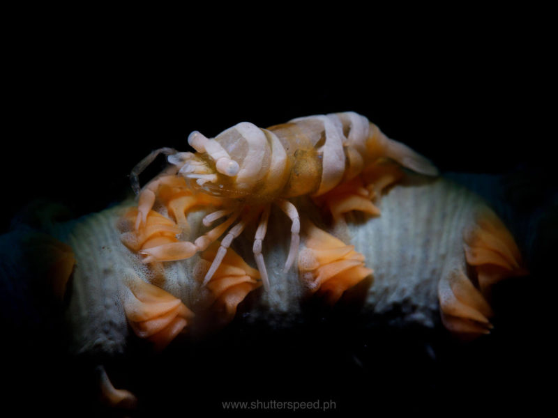 Anker’s whip coral shrimp